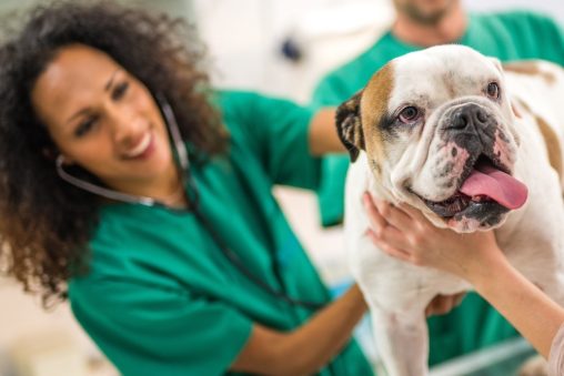 a smiling veterinarian in green scrubs and a dog