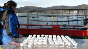 Ruth Cox Sampling sea lice on fish farm in Norway