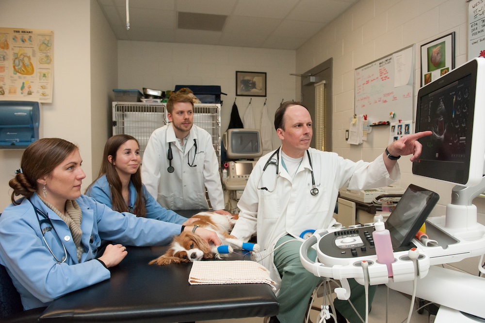 Dr. Etienne Côté and a group of veterinary students examining a small dog