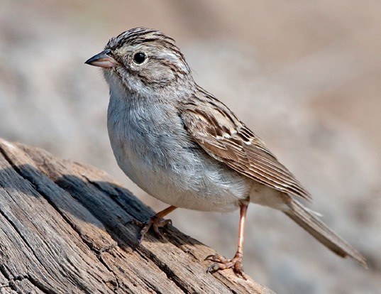 The Vesper Sparrow - The GeoREACH Lab at UPEIThe GeoREACH Lab at UPEI